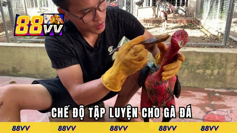 Chế độ tập luyện cho gà chiến