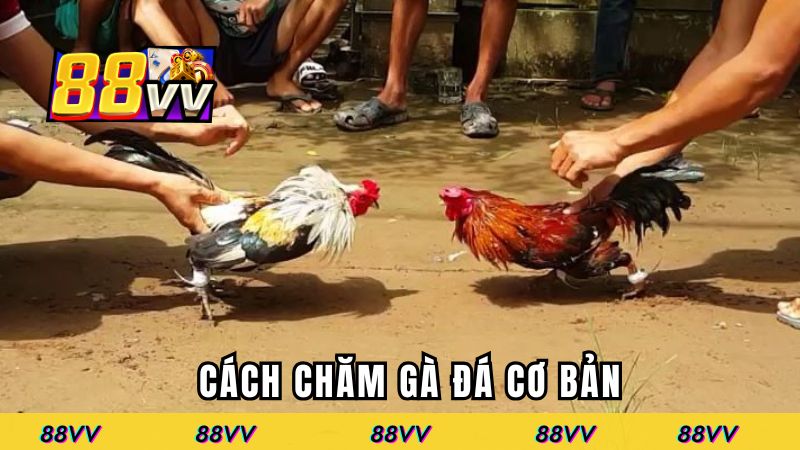 Cách chăm gà chiến cơ bản