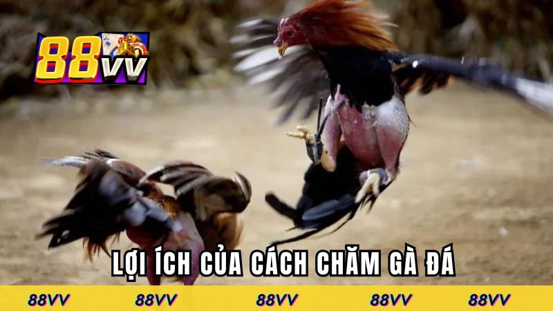 Tầm quan trọng của cách chăm gà đá