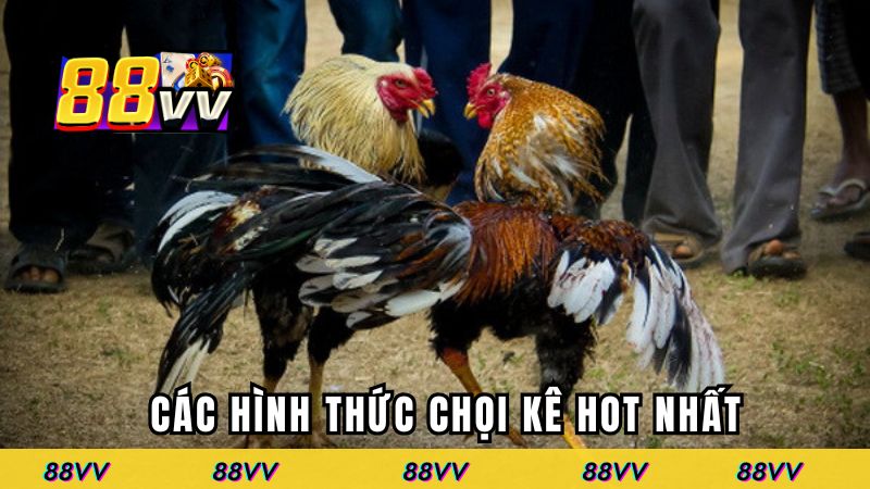 Các hình thức chọi kê hot nhất tại 88VV