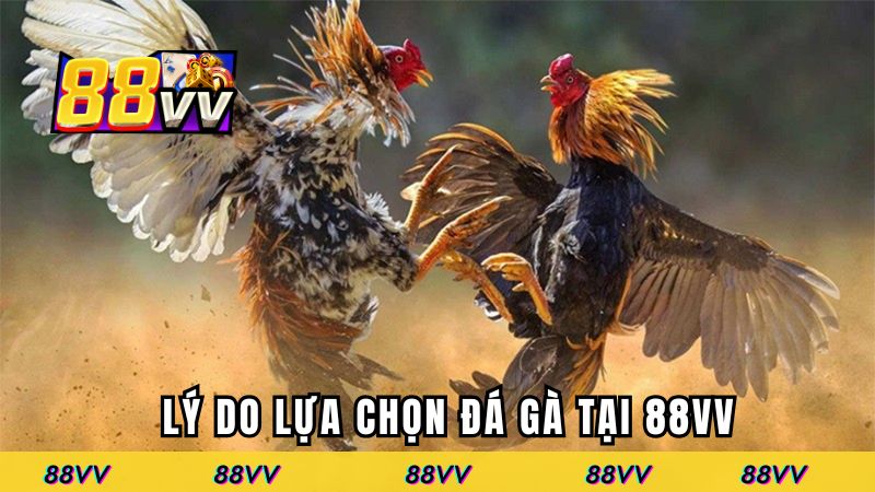 Lý do lựa chọn đá gà tại 88VV
