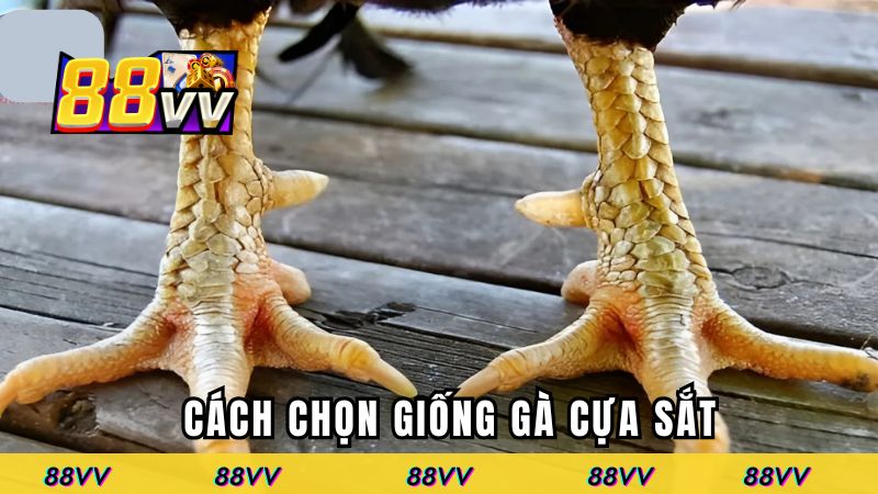 Cách chọn giống gà cựa sắt chuẩn