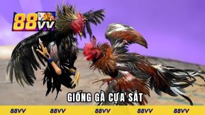 giong-ga-cua-sat-dai-dien