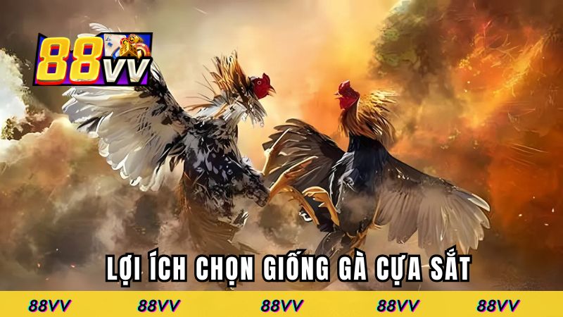 Ích lợi của việc biết chọn giống gà cựa sắt