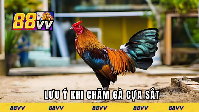 Lưu ý khi nuôi gà cựa sắt