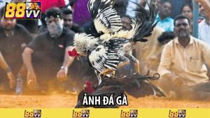 ảnh đá gà