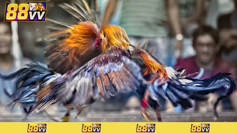 cách đá gà mạng
