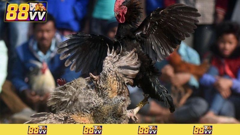 cách đá gà mạng