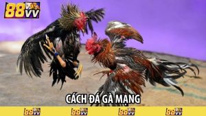 cách đá gà mạng