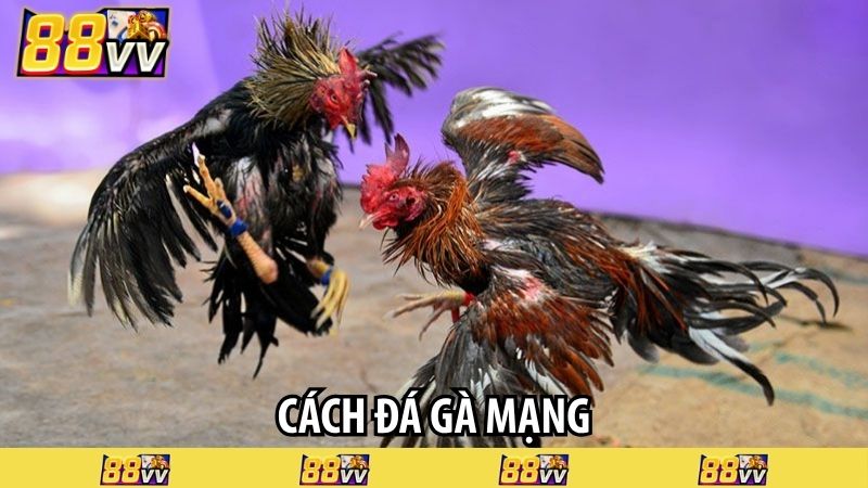 cách đá gà mạng