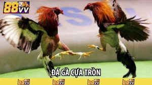 đá gà cựa tròn