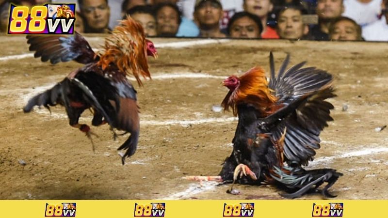 đá gà peru