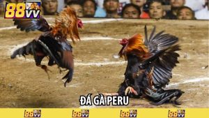 đá gà peru