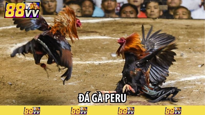 đá gà peru