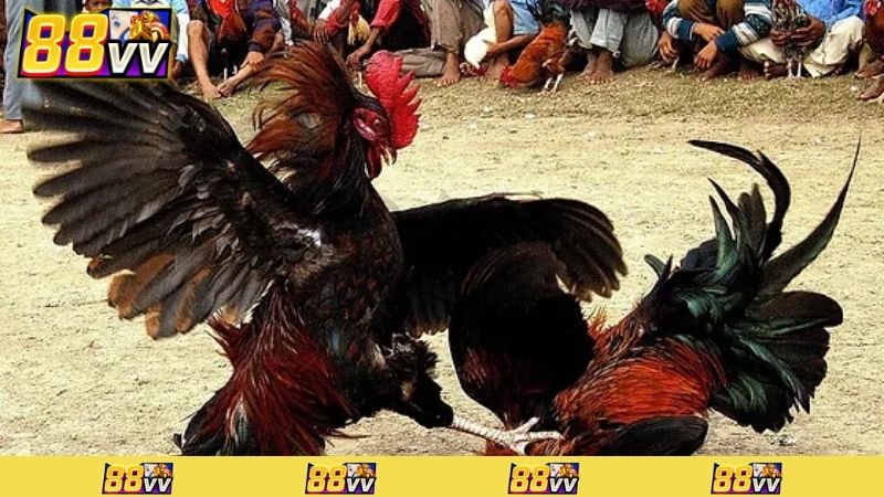 game đá gà