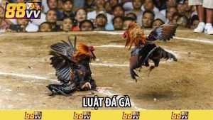 luật đá gà