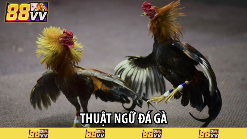 thuật ngữ đá gà