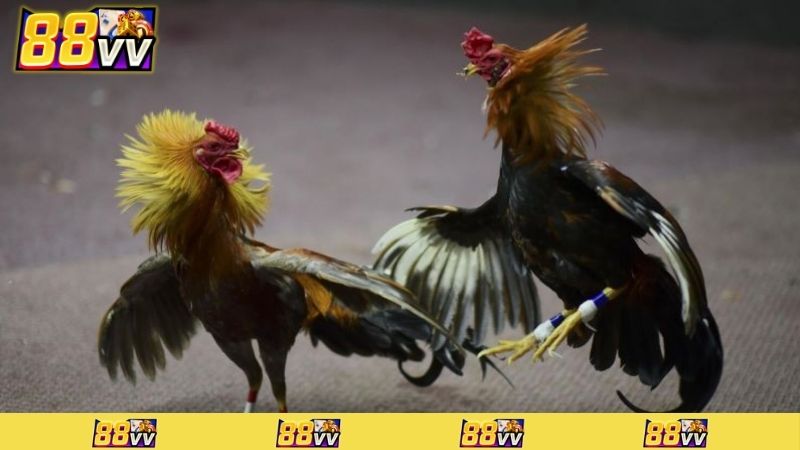 thuốc đá gà bịp