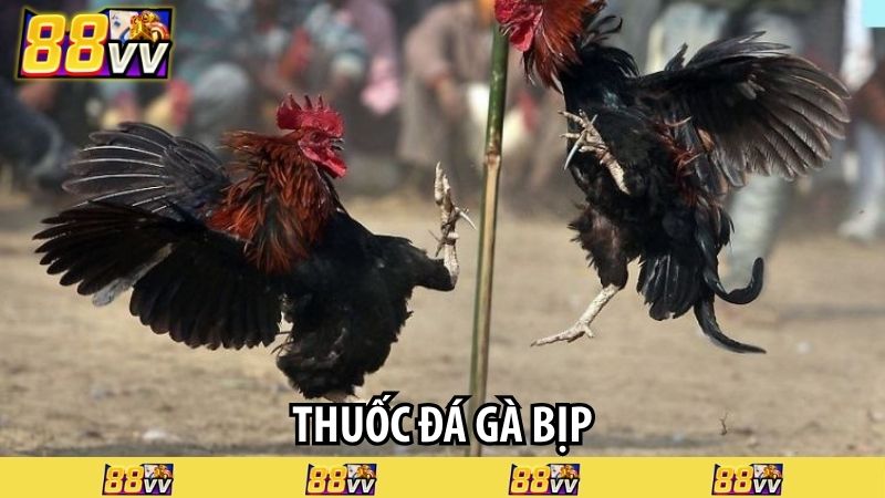 thuốc đá gà bịp