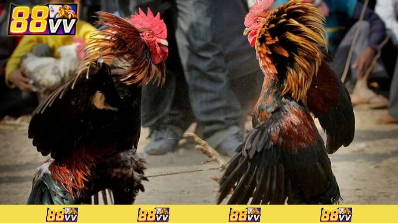 xem đá gà có bị phạt không