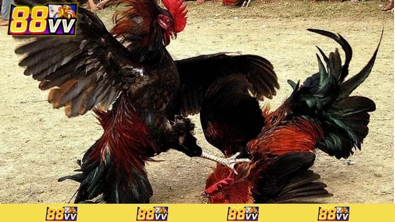 xem đá gà có bị phạt không