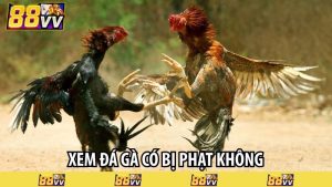 xem đá gà có bị phạt không