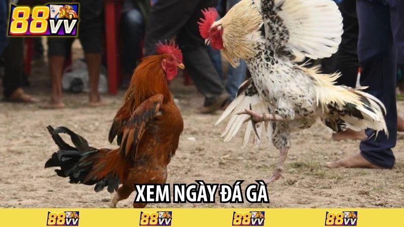 xem ngày đá gà